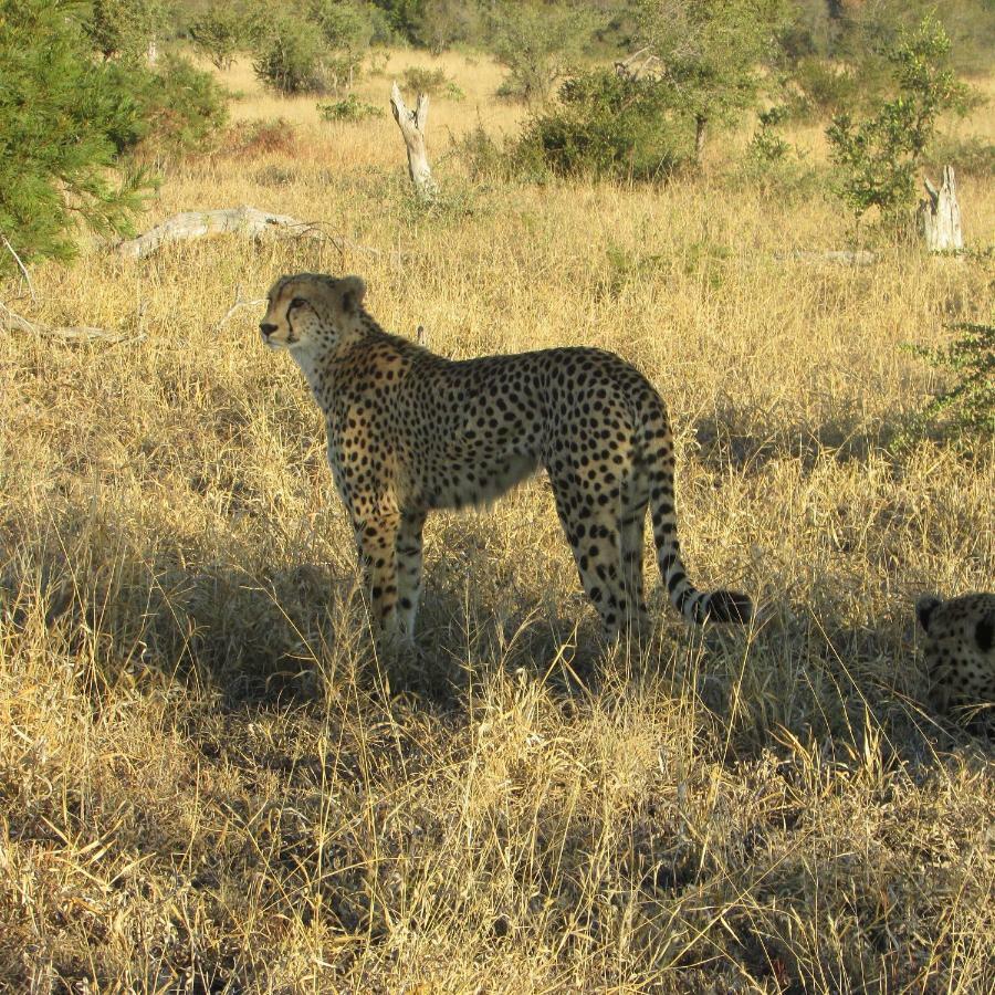 Mzsingitana Tented Camp Hoedspruit Exteriér fotografie