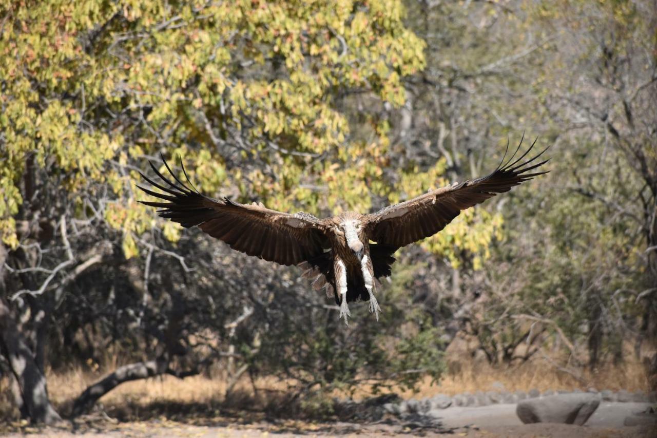 Mzsingitana Tented Camp Hoedspruit Exteriér fotografie