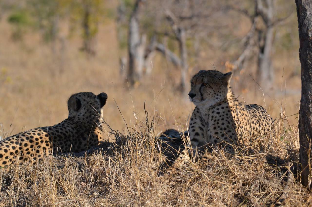 Mzsingitana Tented Camp Hoedspruit Exteriér fotografie