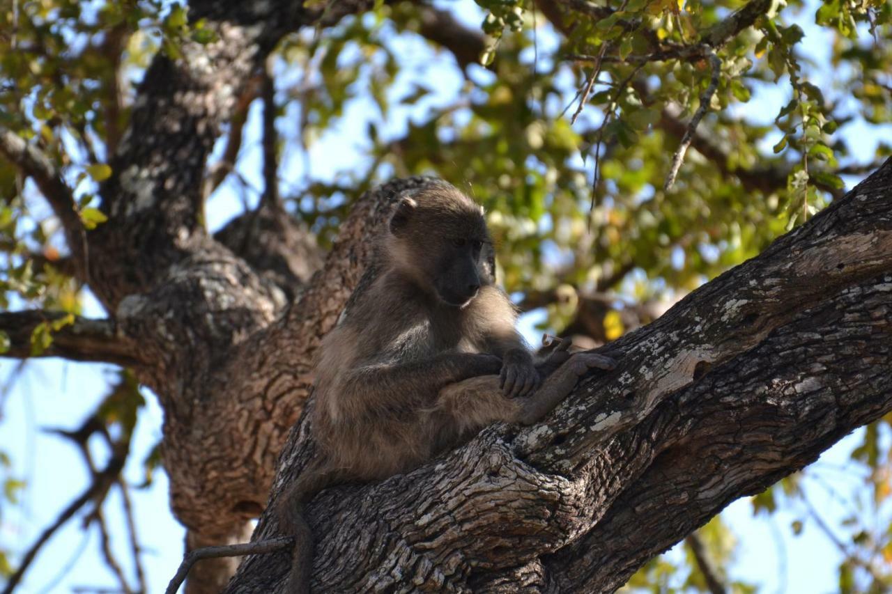 Mzsingitana Tented Camp Hoedspruit Exteriér fotografie
